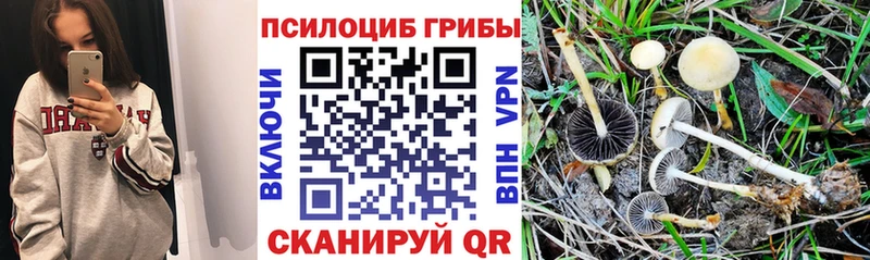Псилоцибиновые грибы GOLDEN TEACHER  Купить закладки  Джанкой 
